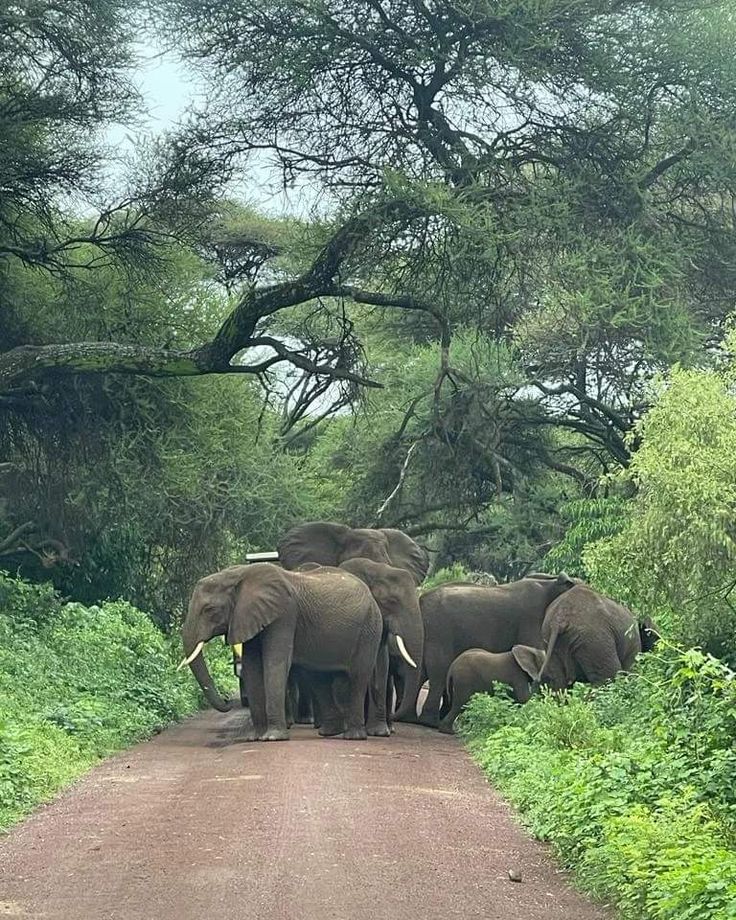 Day 2: Tarangire National Park – Land of Giants