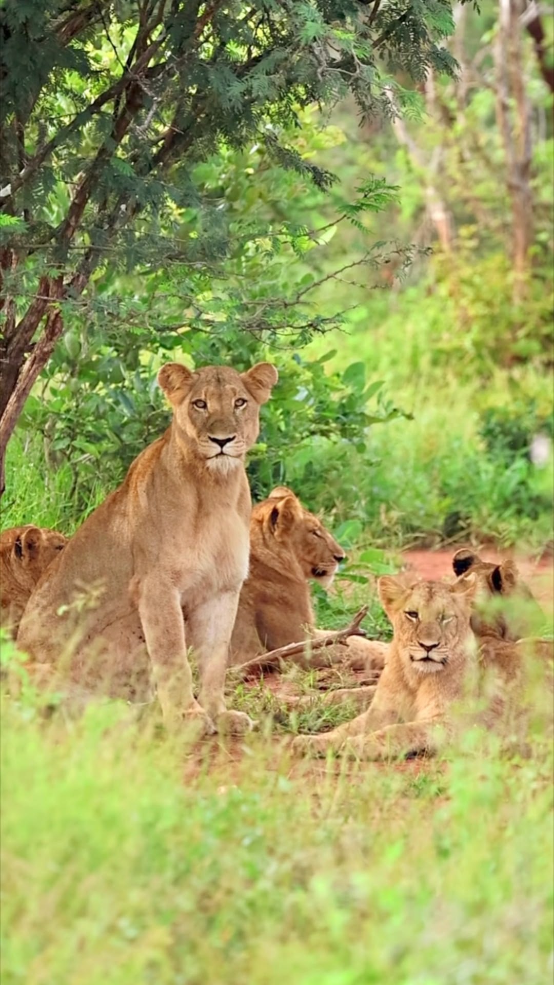 Day 6: Serengeti National Park – Ngorongoro Highlands