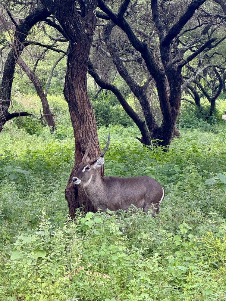 Day 2: Tarangire National Park – Land of Giants