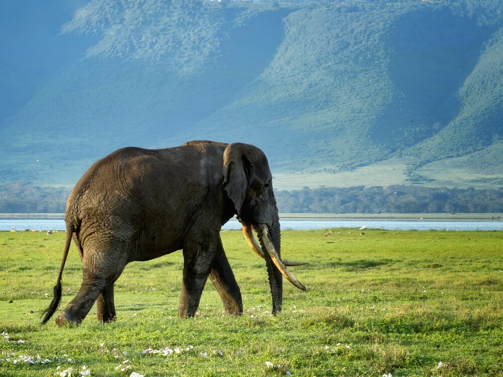 6-Day Unforgettable Tanzania Wildlife Discovery