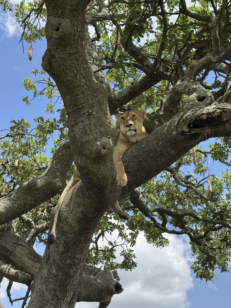 Day 7: Lake Manyara National Park – Game Drive & Transfer to Arusha