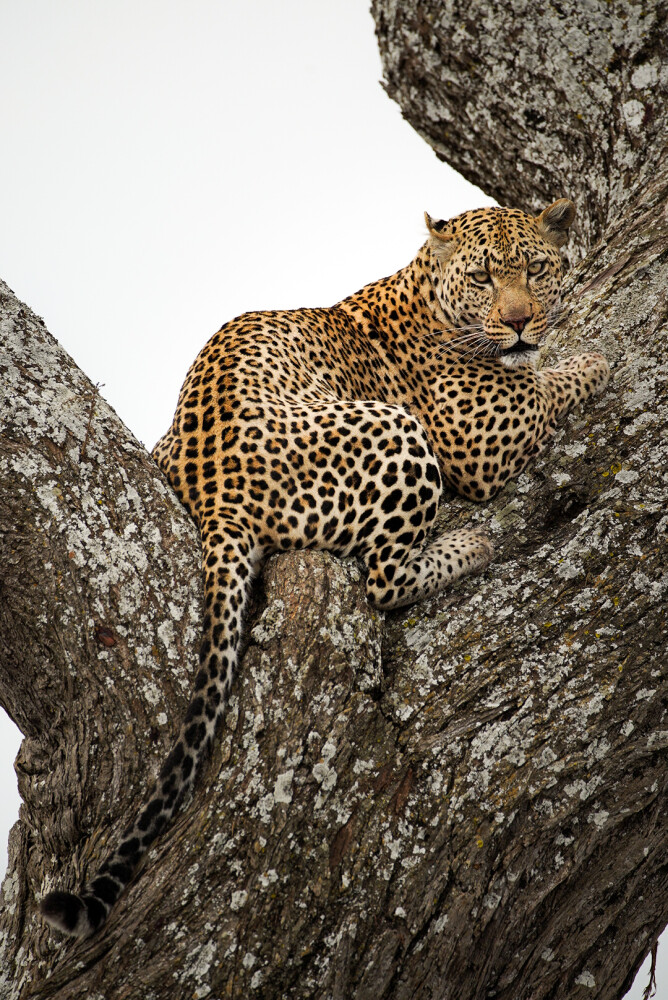 Day 2: Tarangire National Park – Land of Giants
