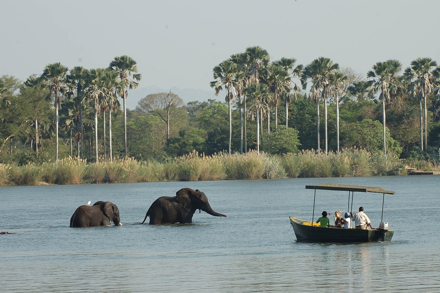 4-Day Southern Tanzania Safari: Mikumi and Nyerere National Park