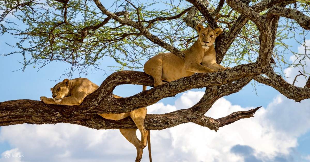 3-Day Tanzania Big Five Safari: Tarangire and Ngorongoro