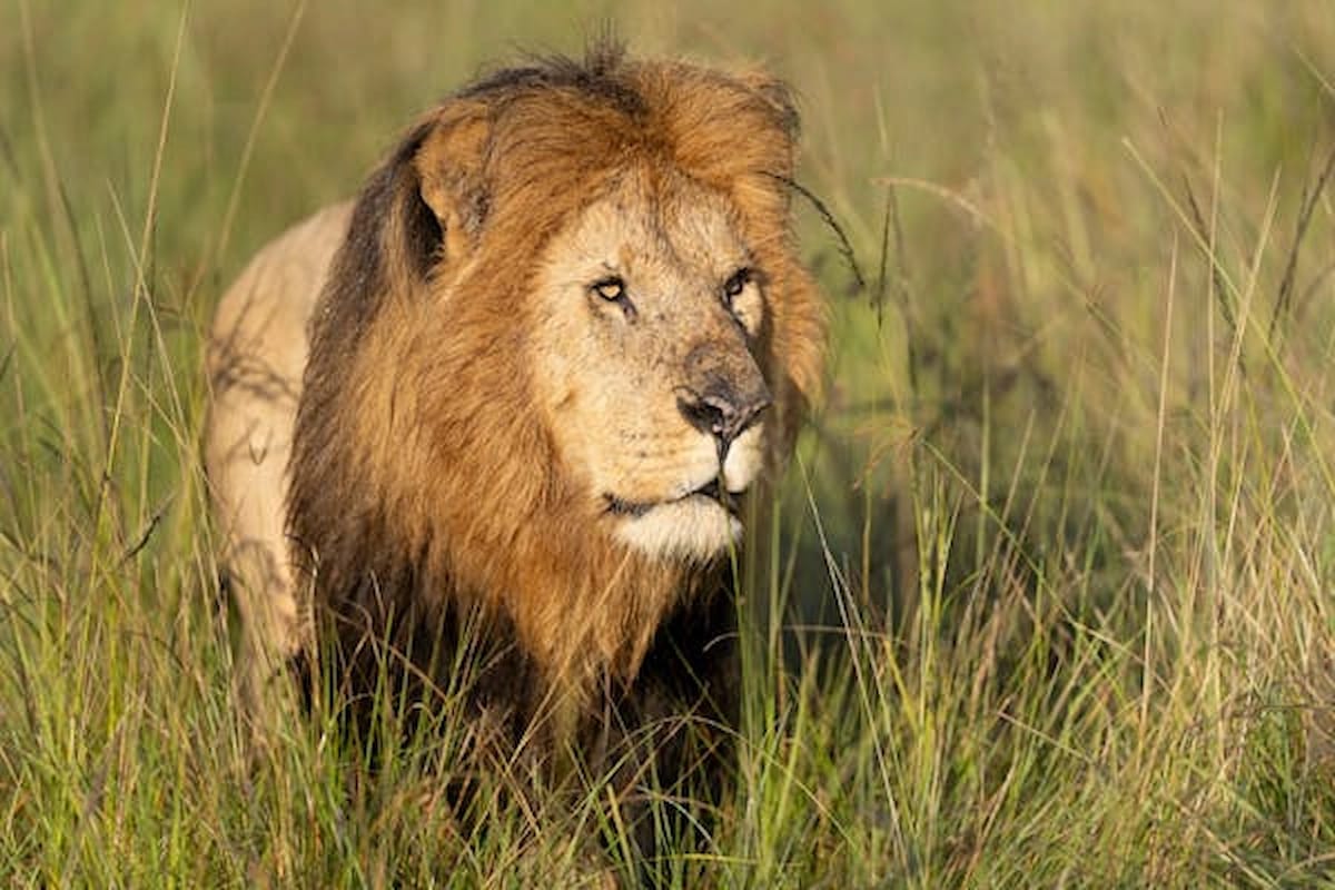 DAY 3: FULL DAY SERENGETI SAFARI