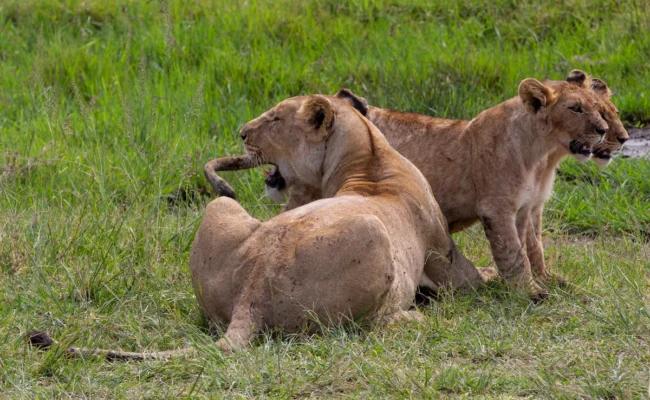DAY 1; AFTERNOON GAME DRIVE