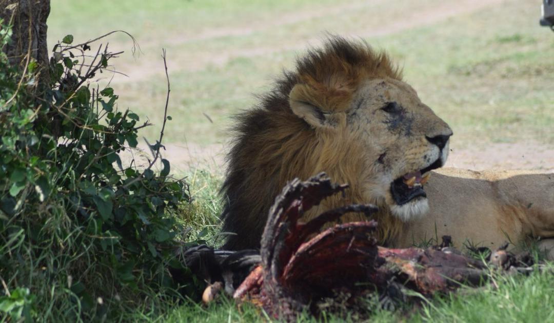3 -DAYS MAASAI MARA SAFARI.