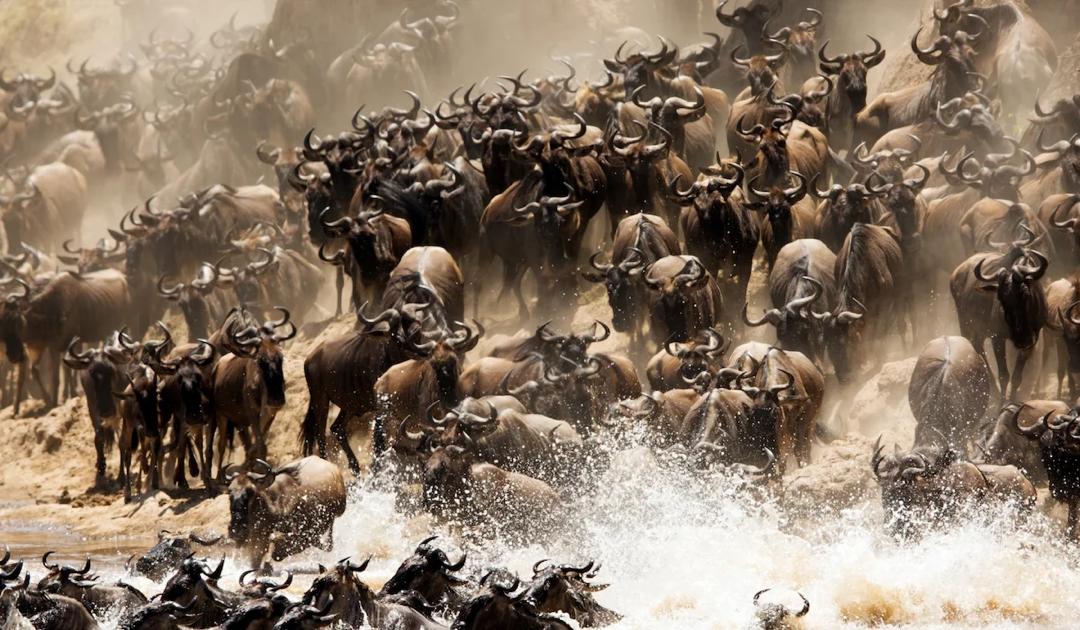 7-DAYS GREAT MIGRATION SAFARI TANZANIA