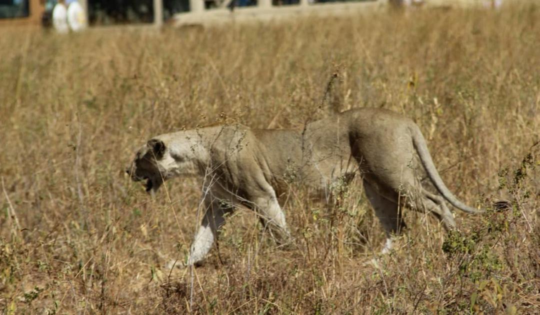 DAY 4: FULL DAY SERENGETI SAFARI
