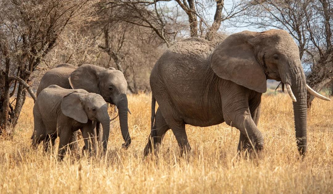 2-DAYS FLY - IN TARANGIRE AND NGORONGORO SAFARI FROM ZANZIBAR.
