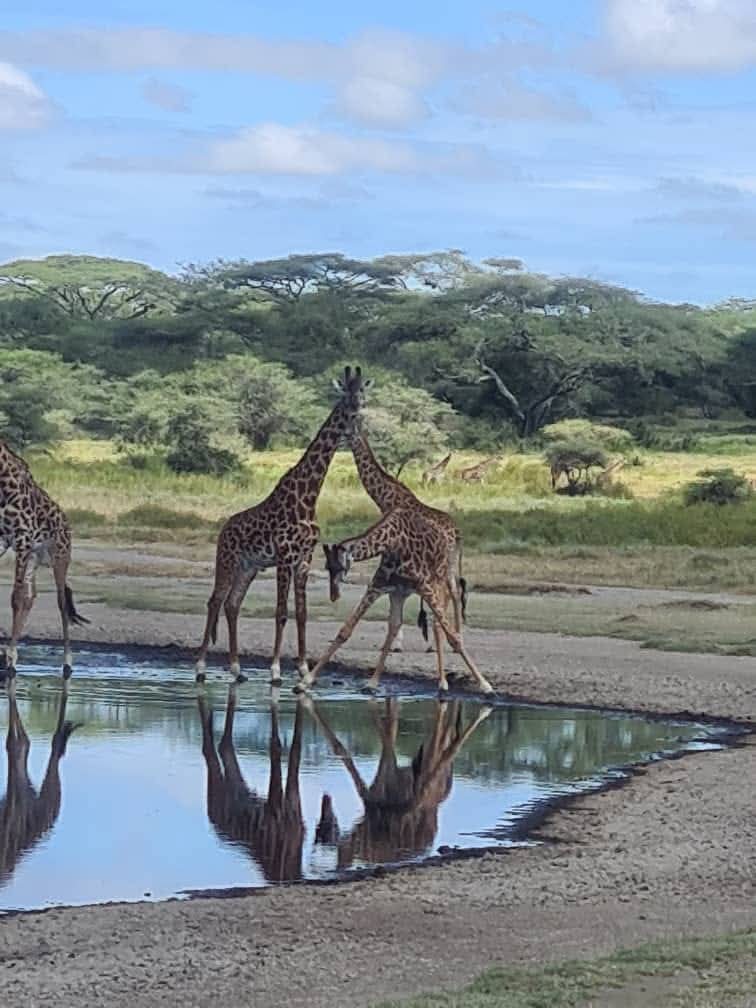 ONE DAY. INCREDIBLE WILDLIFE. UNFORGETTABLE TANZANIA!