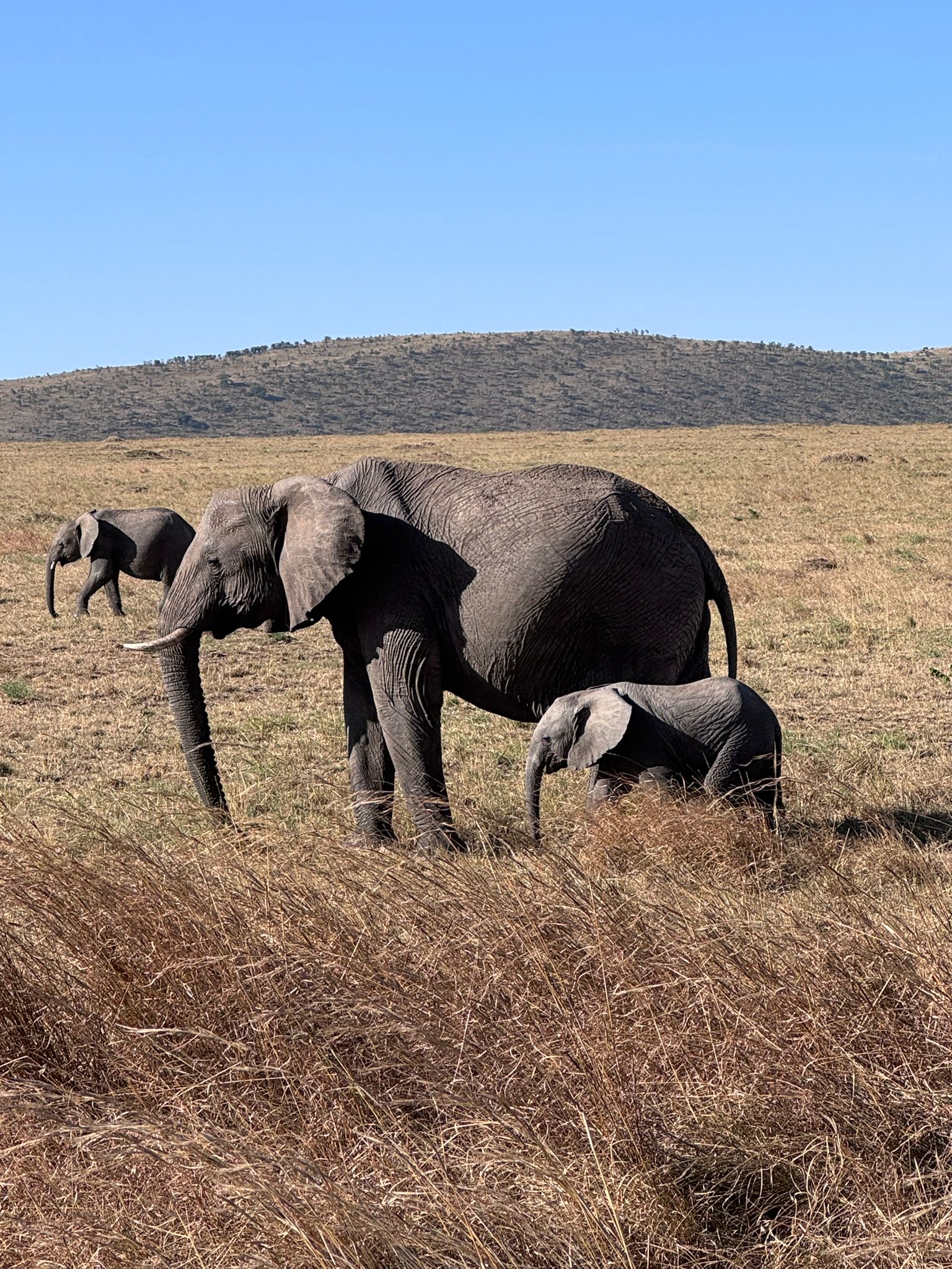 5 Days 4 Nights Lake Naivasha, Lake Nakuru & Masai Mara National Reserve