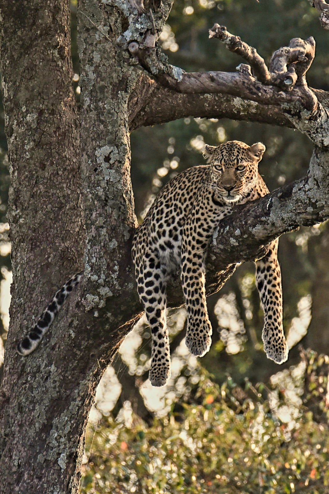 3 Days Masai mara Safari Adventure