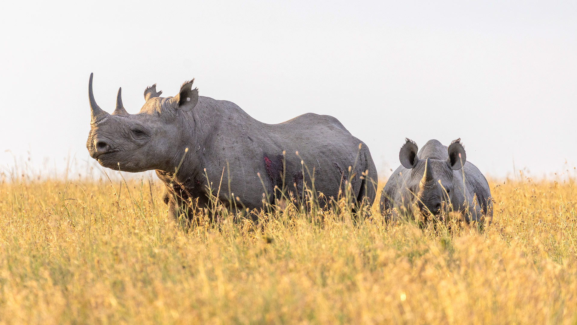 Ngorongoro Conservation Area & Crater