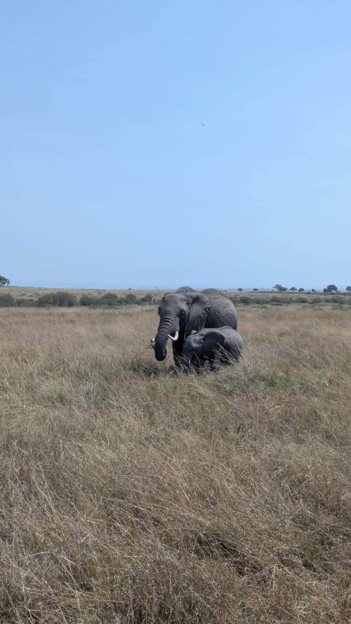 6 DAY MASAI MARA-AMBOSELI