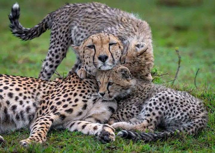 7-Day Tanzania Safari: Serengeti, Ngorongoro, Manyara & Tarangire