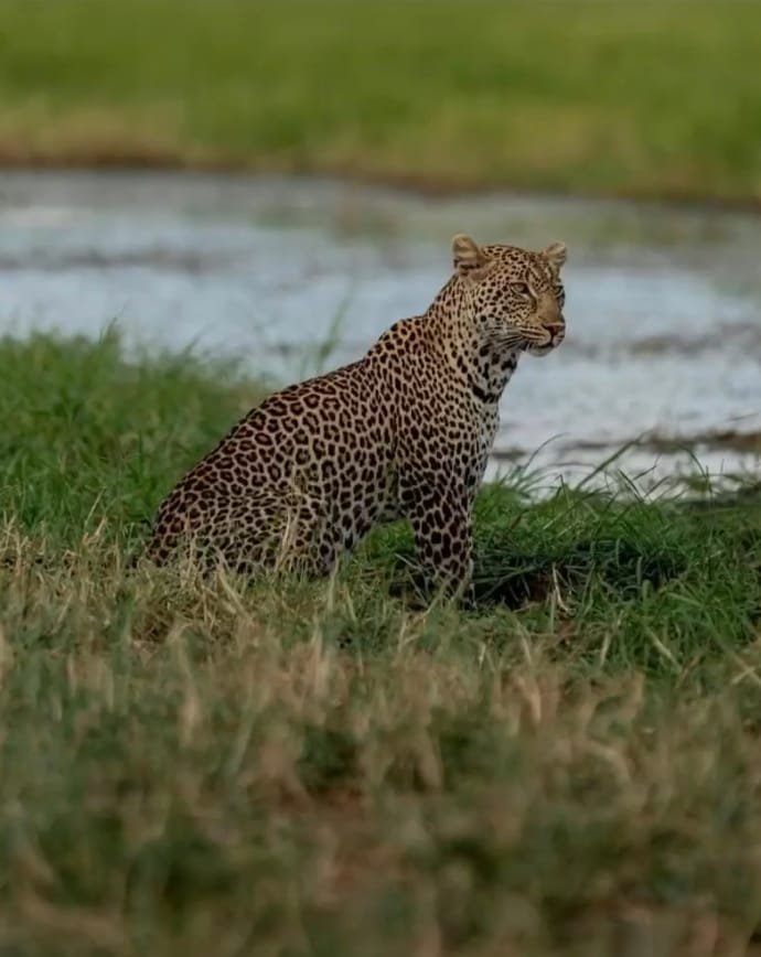 4 DAYS GREAT MIDRANGE SAFARI-Joining safari