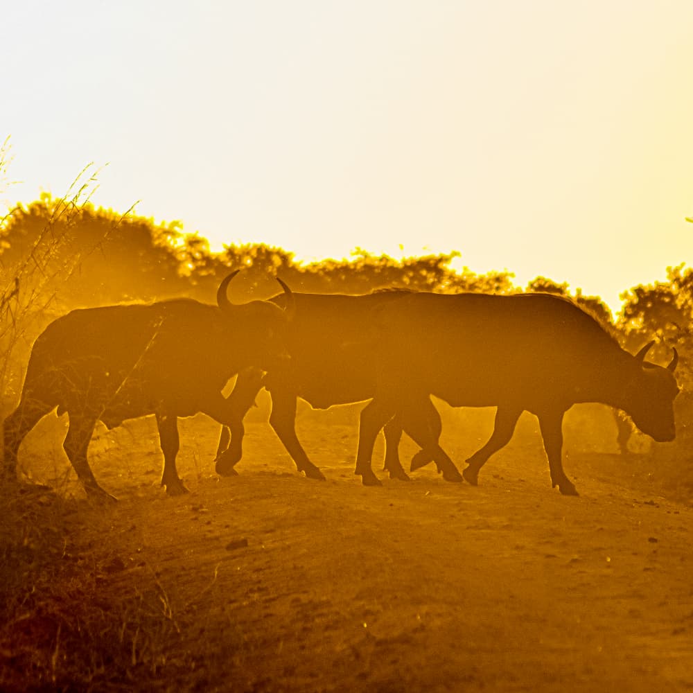 SERENGETI NATIONAL PARK