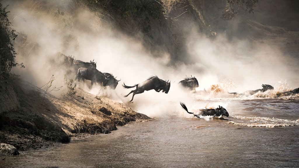 DAY 4: NORTH SERENGETI NATIONAL PARK