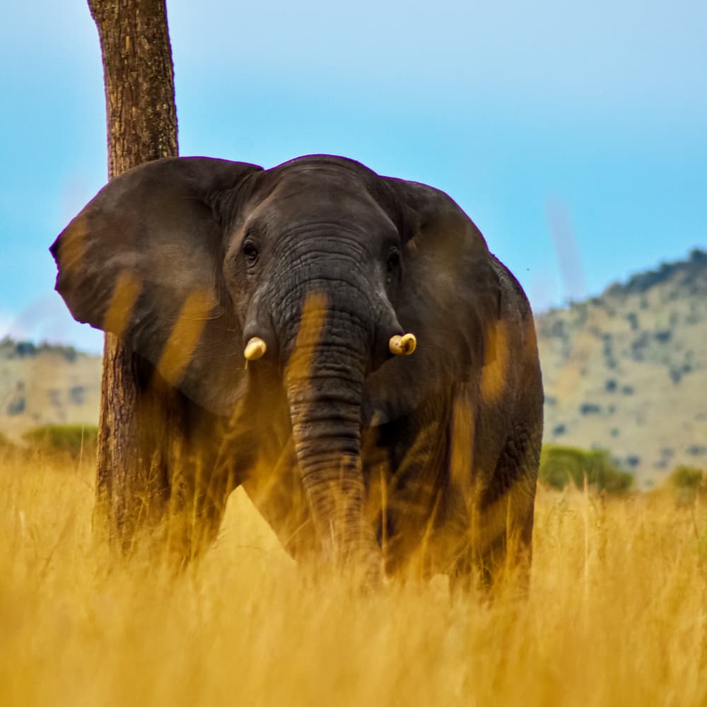 DAY 1: ARUSHA TO TARANGIRE NATIONAL PARK