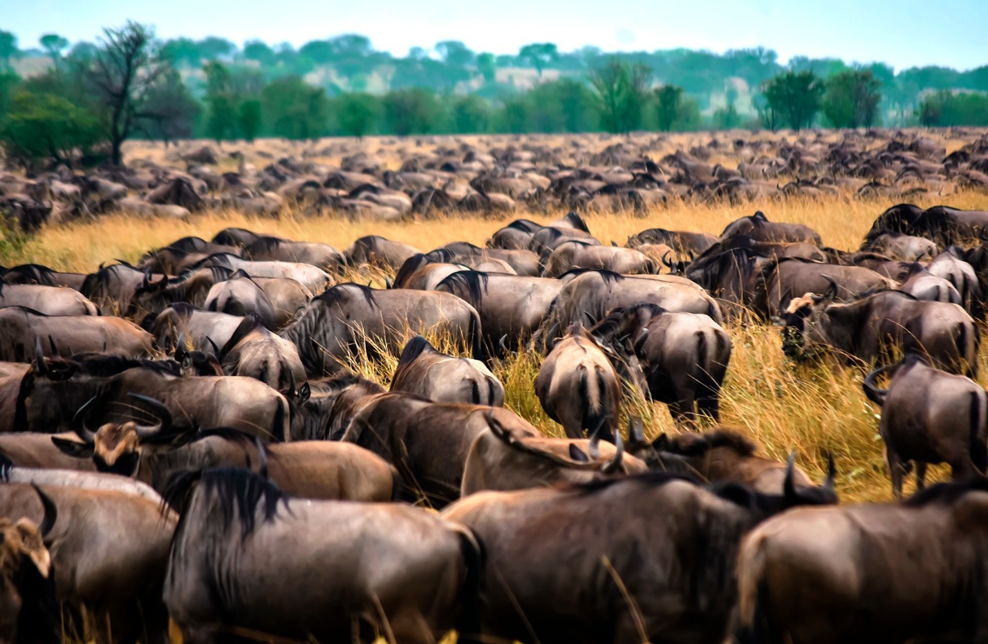 DAY 3: CENTRAL  SERENGETI NATIONAL PARK