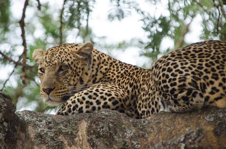 Serengeti - Ngorongoro Crater