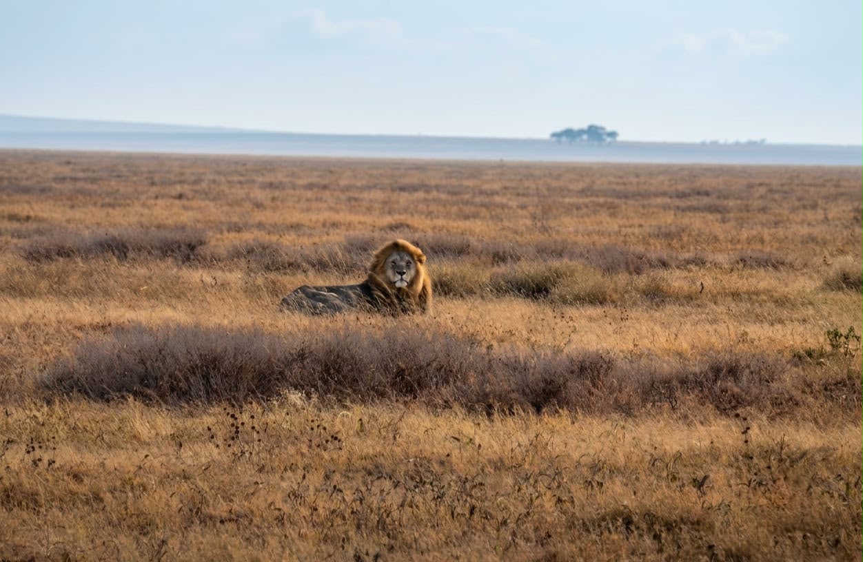 Mto wa Mbu → Central Serengeti