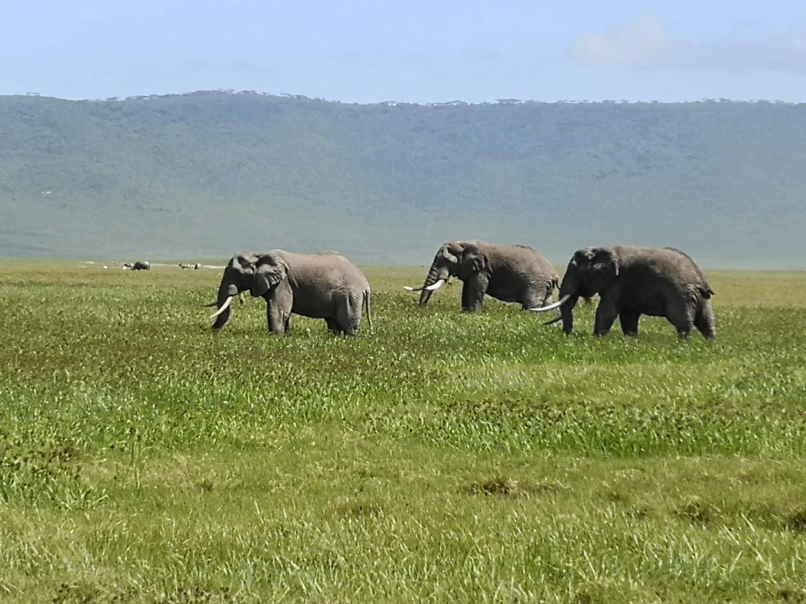 Full-Day Central Serengeti